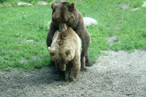 Har du råd til sexlegetøj?